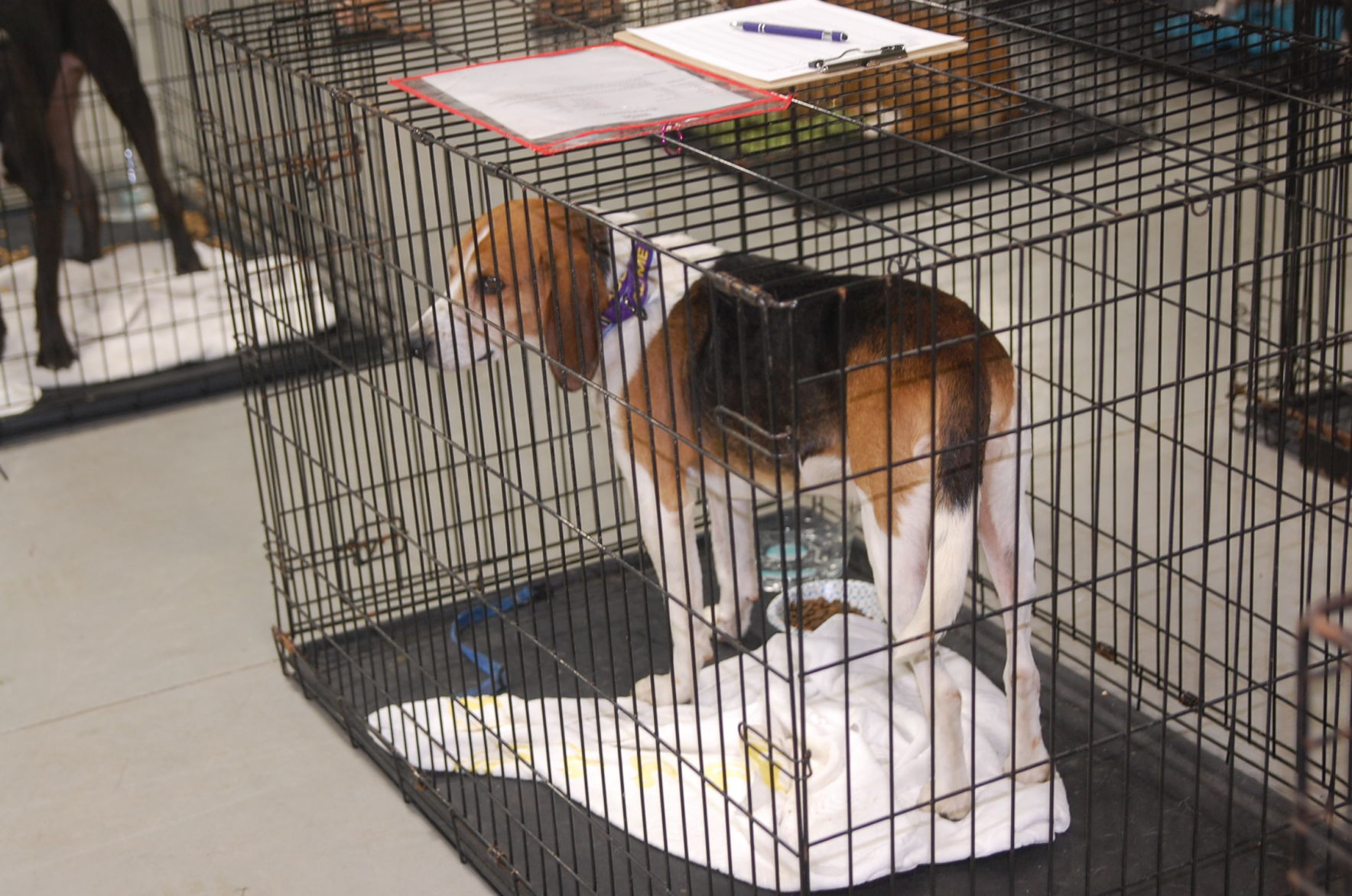 Piedmont animal rescue (5).JPG
